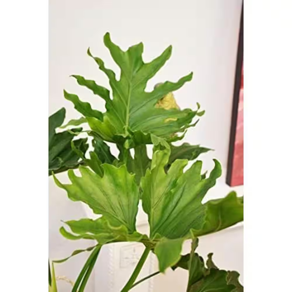 Philodendron Variety Pack-5 Live Plants in 2 In. Pots-Grower’S Choice of Rare an