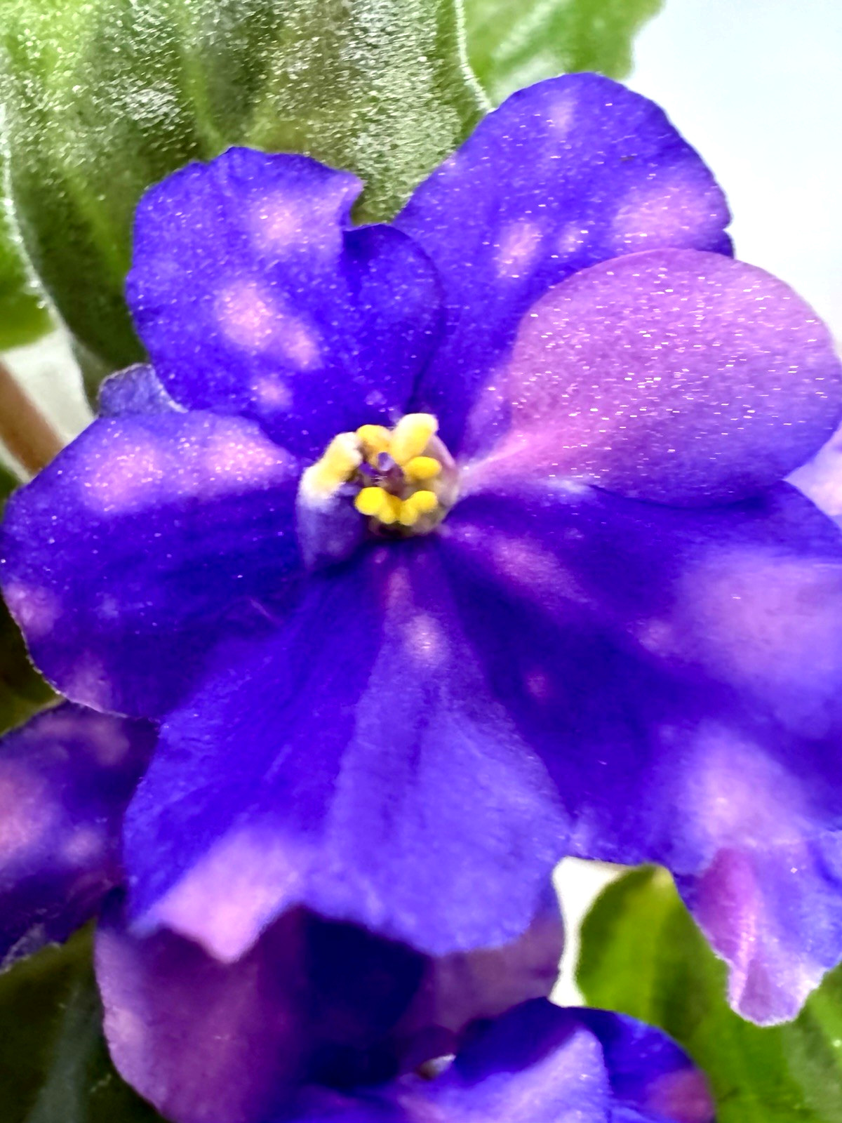 African Violet Plant Jere’s lazy day Starter