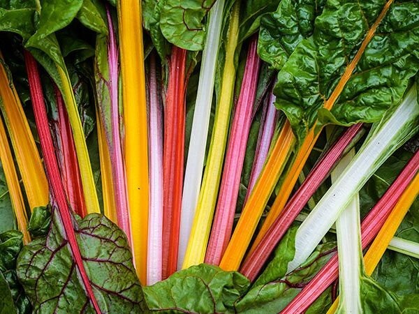 Salad Lover’s Collection | Seeds