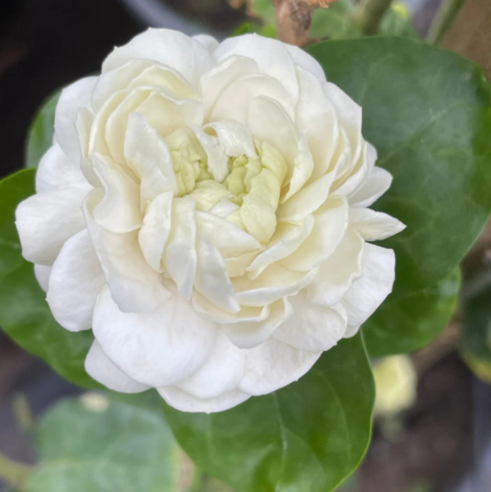 Arabian Jasmine Plant – 6-10″ Tall – 3.5″ Pot – Fragrant White Flowering Plant