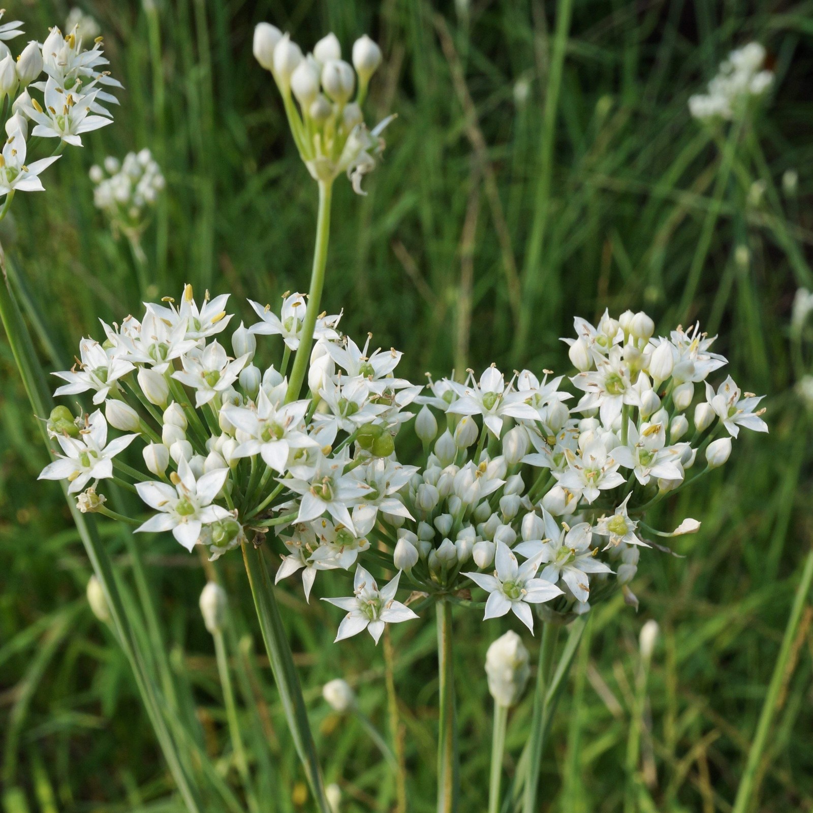 Garlic Chive Seeds (Allium tuberosum) ~Culinary Herb Perennial Pollinator Garden