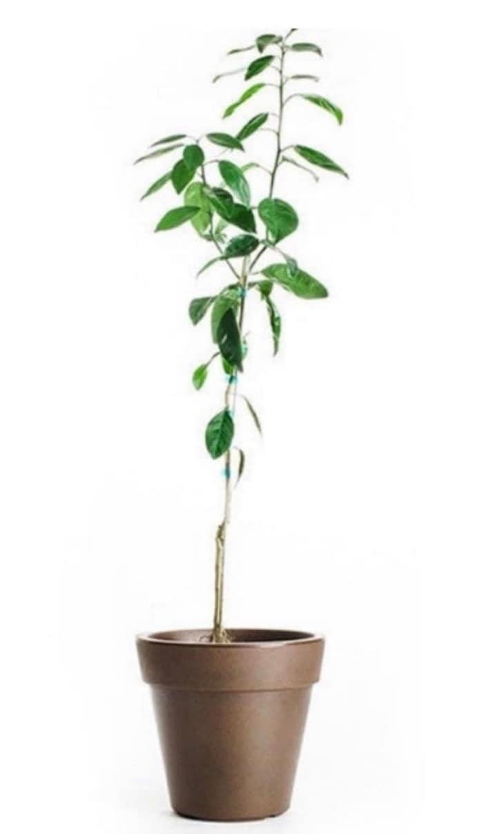 Calamondin Calamansi Semi-Dwarf Tree, 18-36″ tall, grafted