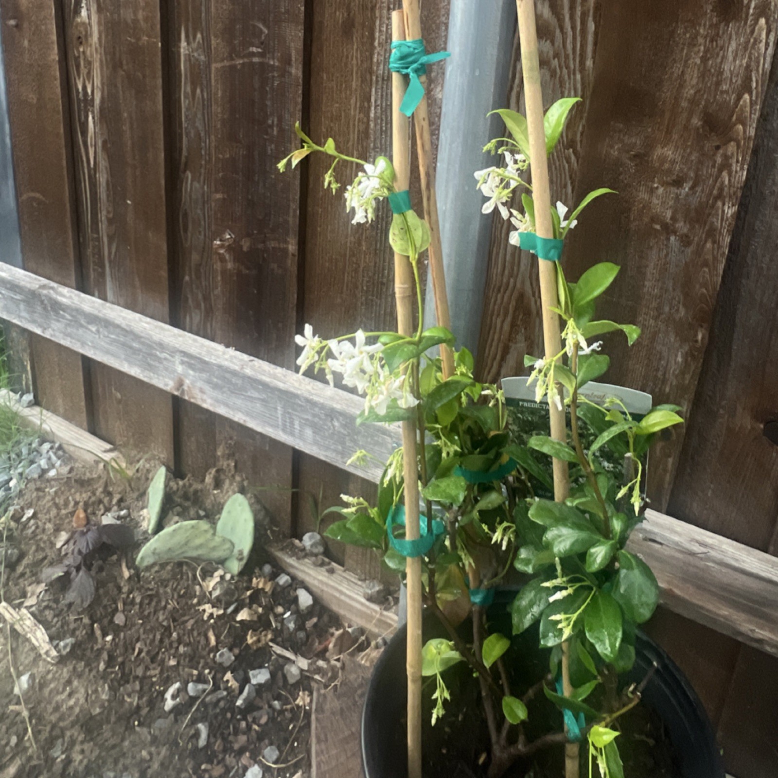 Star Jasmine Flowering Potted Climbing Vine Green White Spring Summer Outdoor