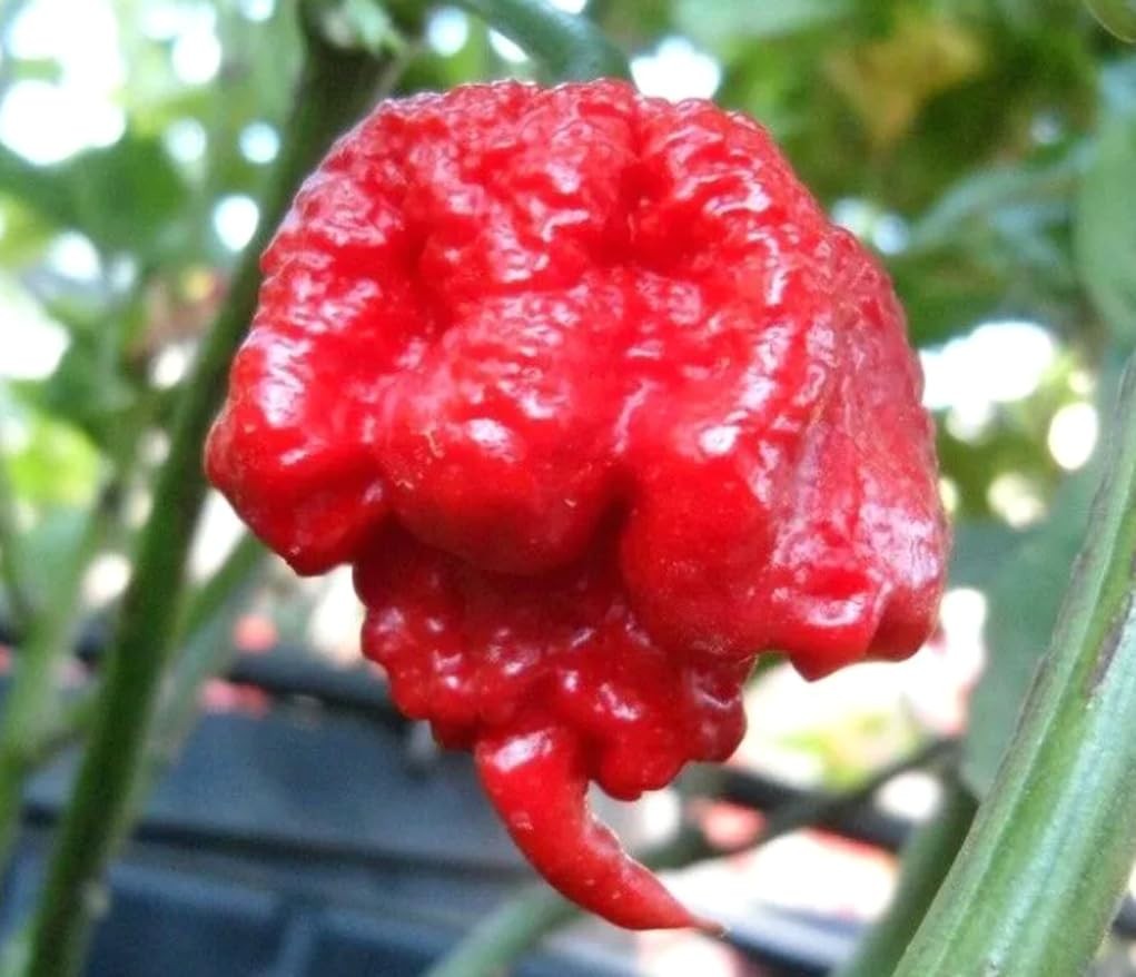 100PCS Carolina Reaper Chili Pepper Seeds Fresh Pepper Vegetable Seeds