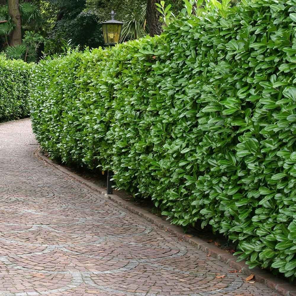 Cherry Laurel Seedlings (Not Cuttings!) – Fast Growing Tree Hedge