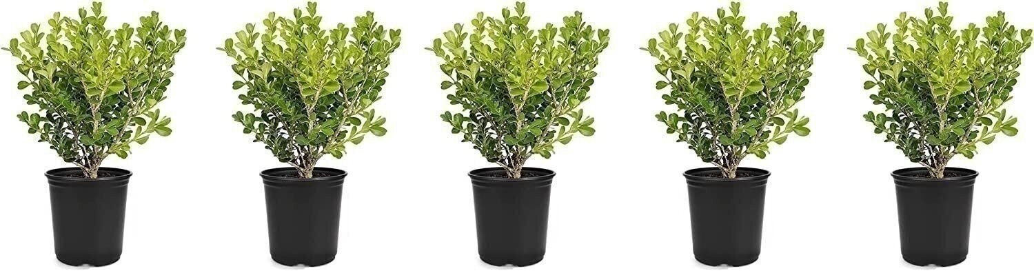 Boxwood Japanese | 4 Inch | Buxus microphylla | Formal Hedge | Evergreen Plant