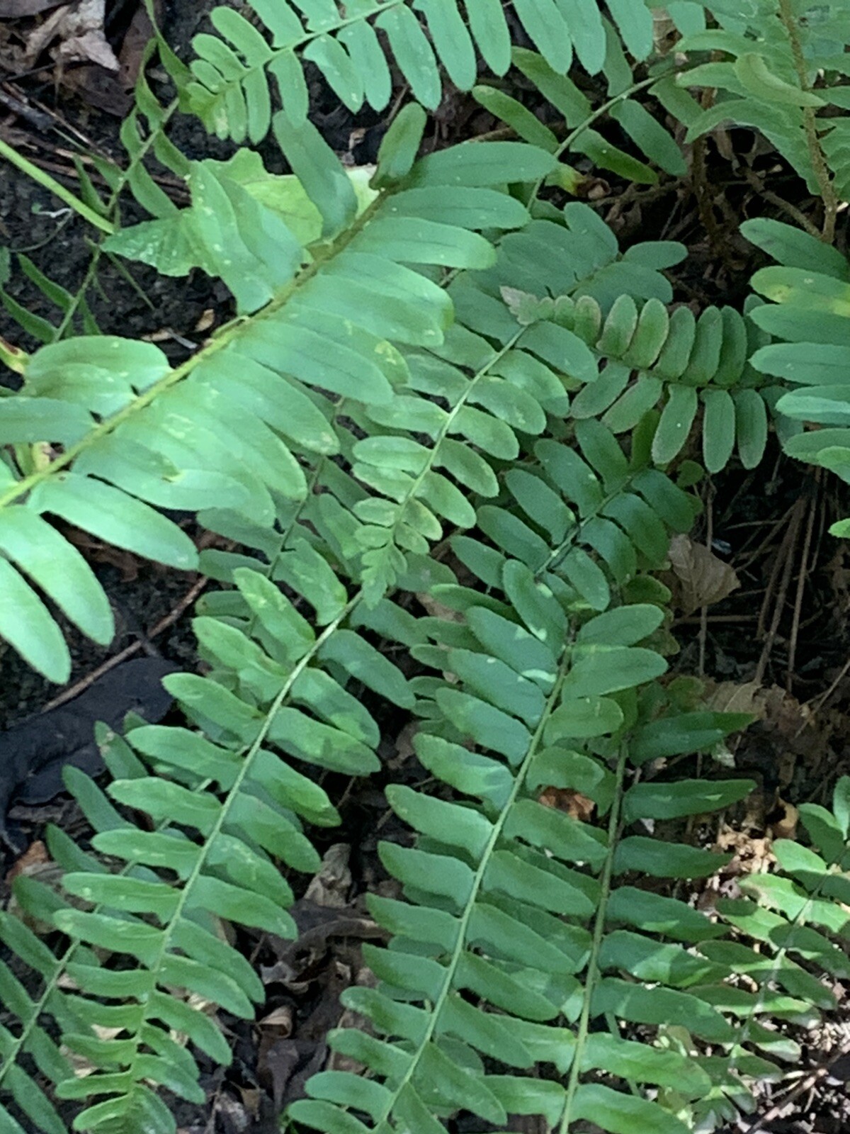 Huge Lush Christmas Fern! Live Ready To Plant!Year Round Green! SpringFiddlehds