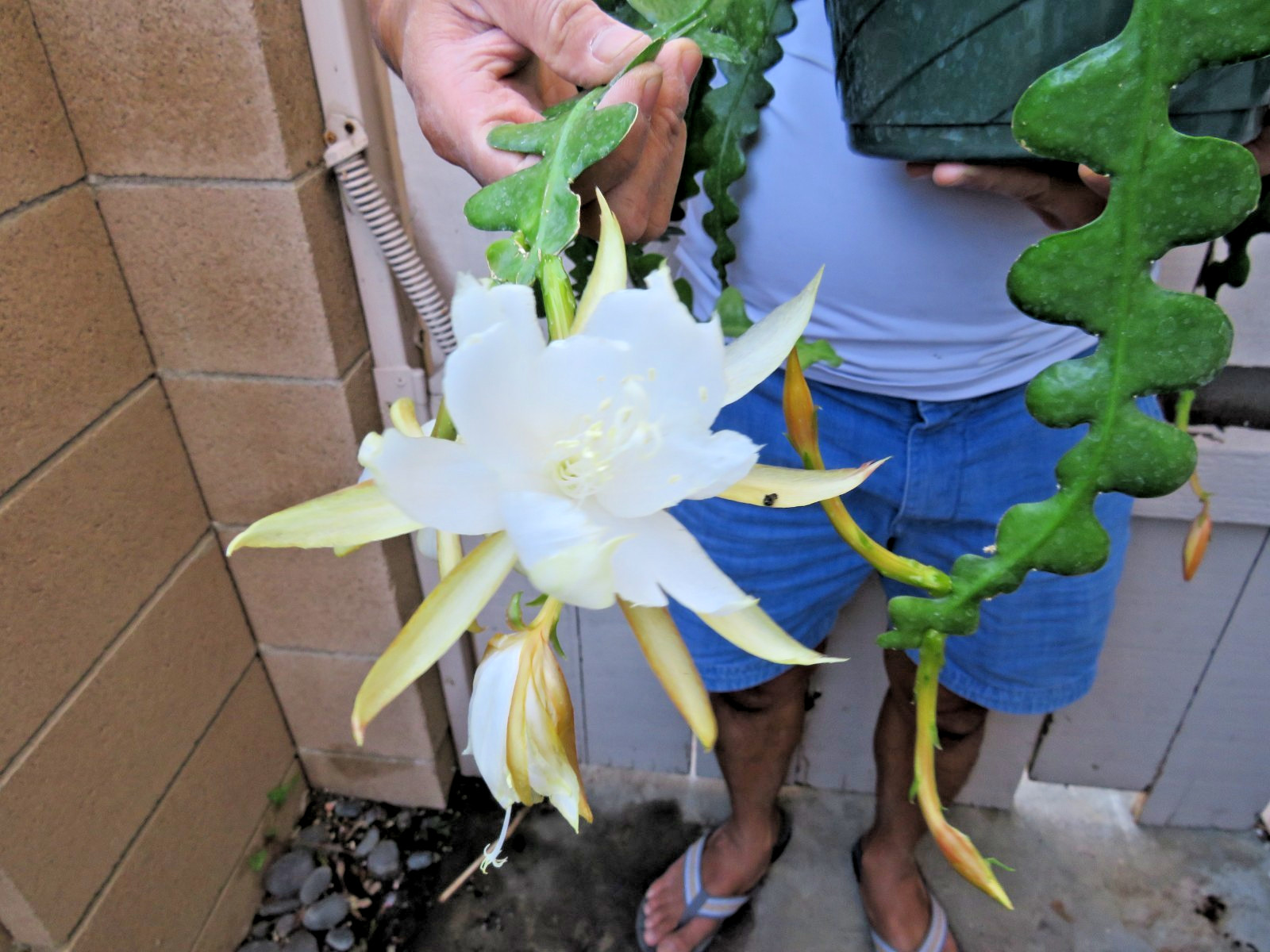 Cryptocereus anguliger Ric Rac Fishbone Cactus Succulent