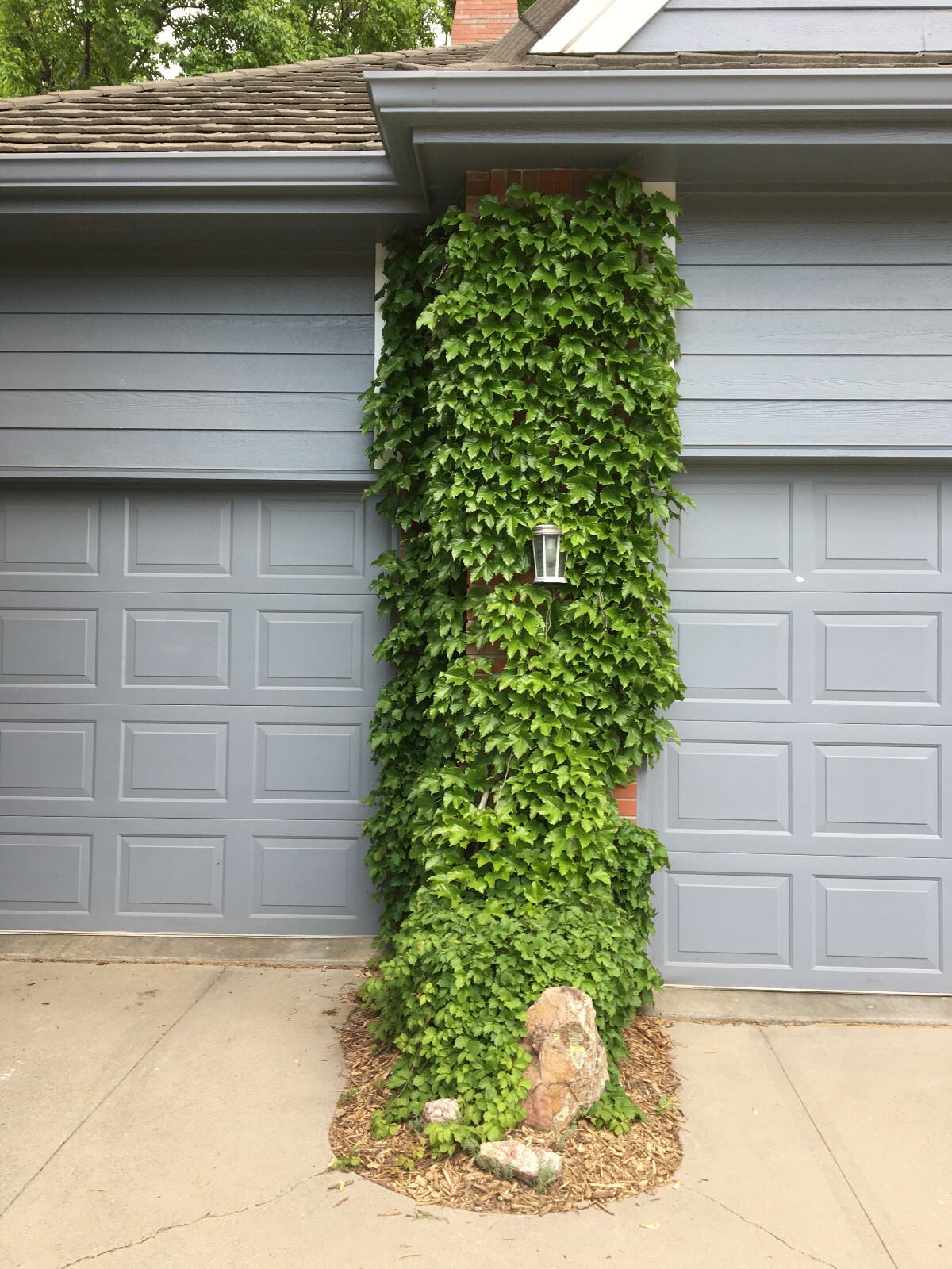 Classic Boston Ivy (Parthenocissus tricuspidata), 30 seeds – free shipping