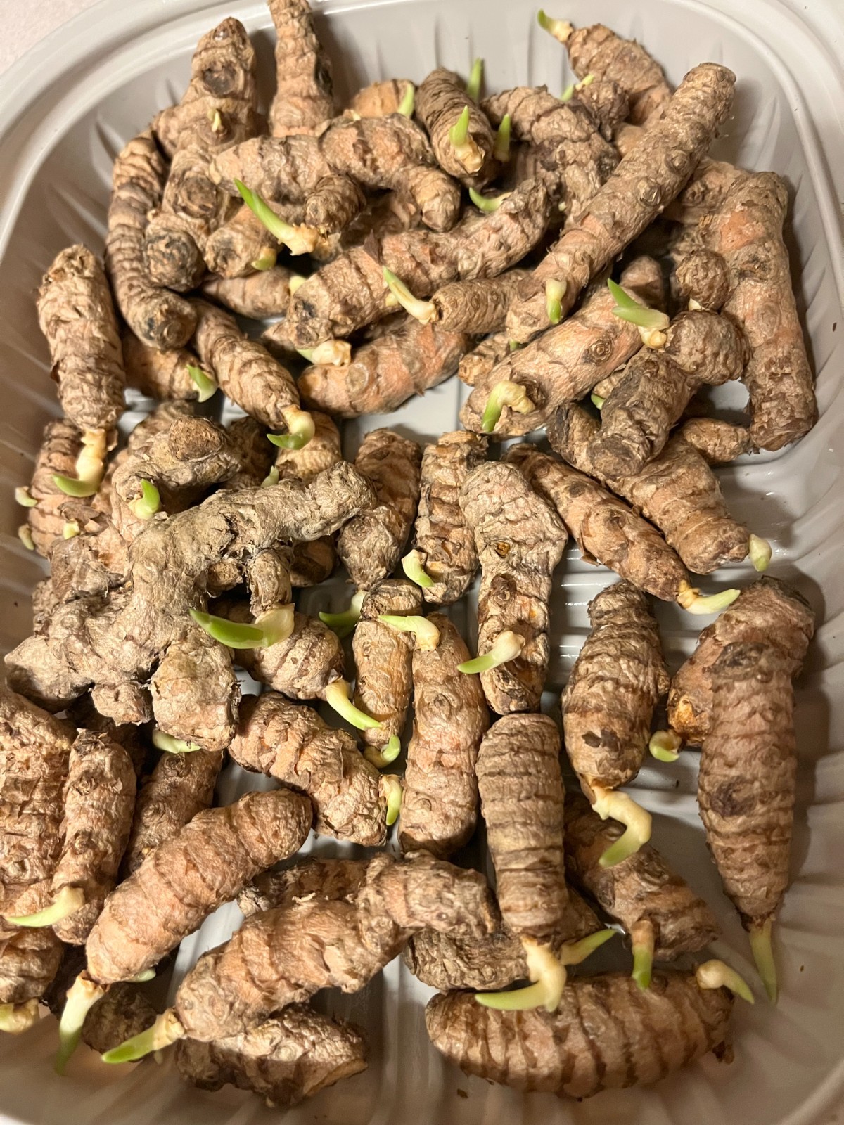 10 PCs Turmeric Roots Curcuma Longa Ready To Plant 1-2” with growth