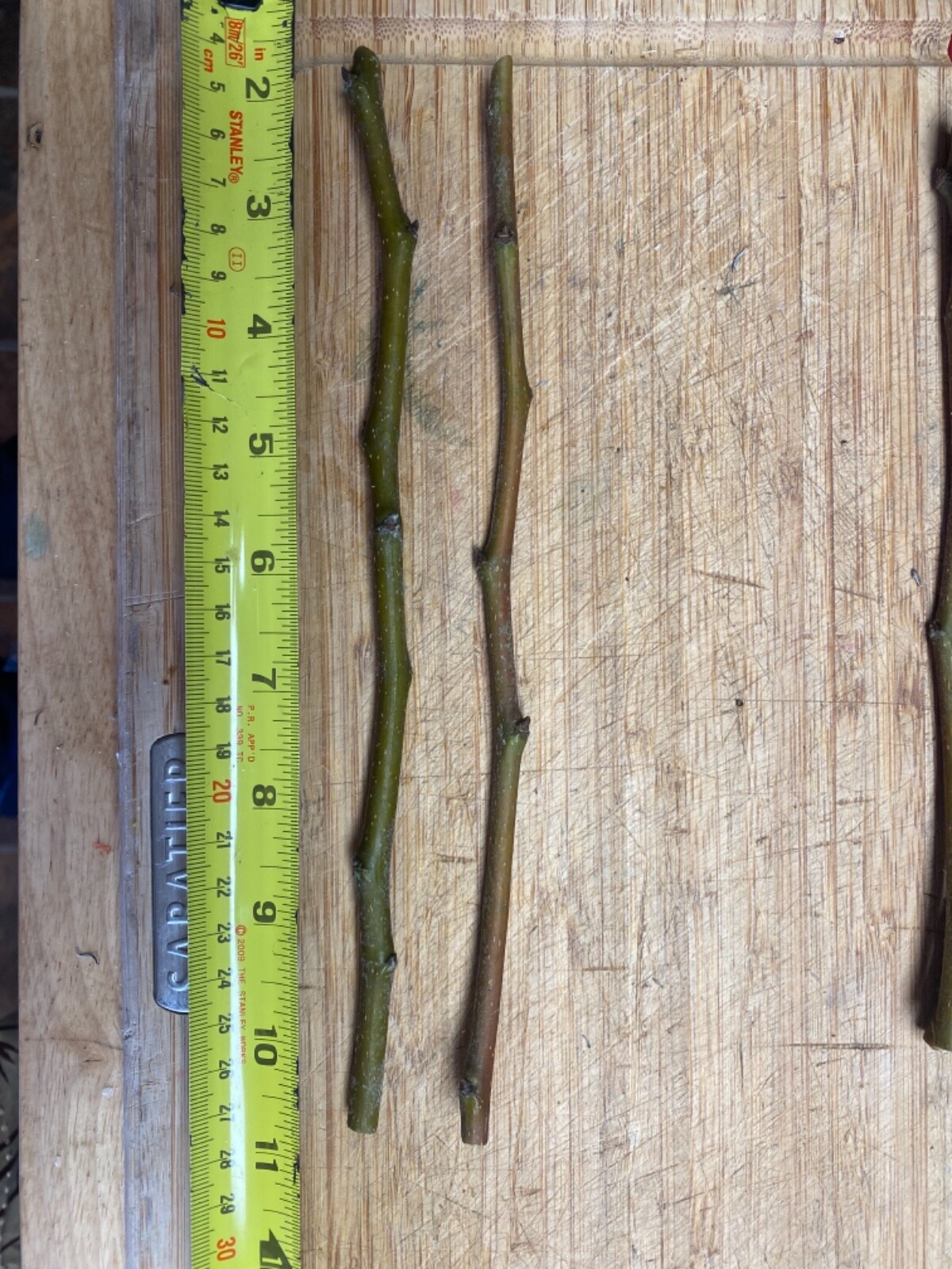 Fruit Tree Cuttings/scion Wood Dormant Apple/pear/plum/peach/fig/grape/persimmon