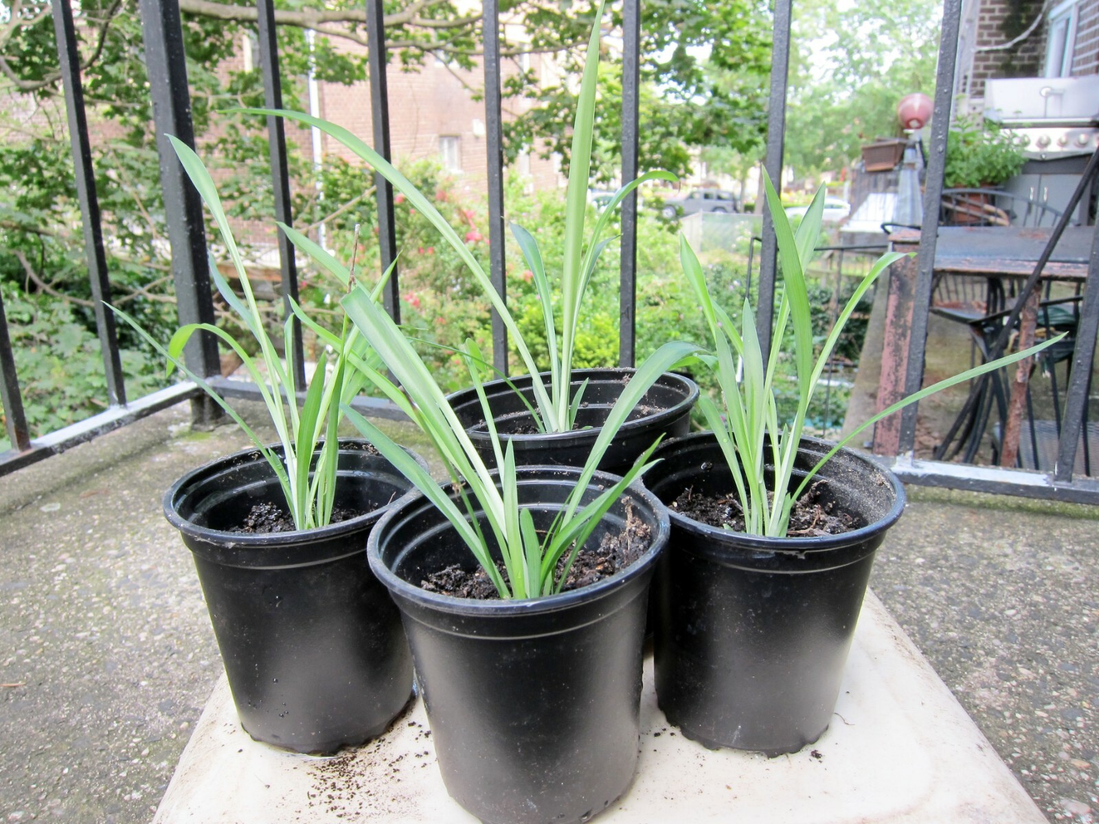 4 Healthy Green Spider Plants Rooted 4″ – 8″ High (pots not included)