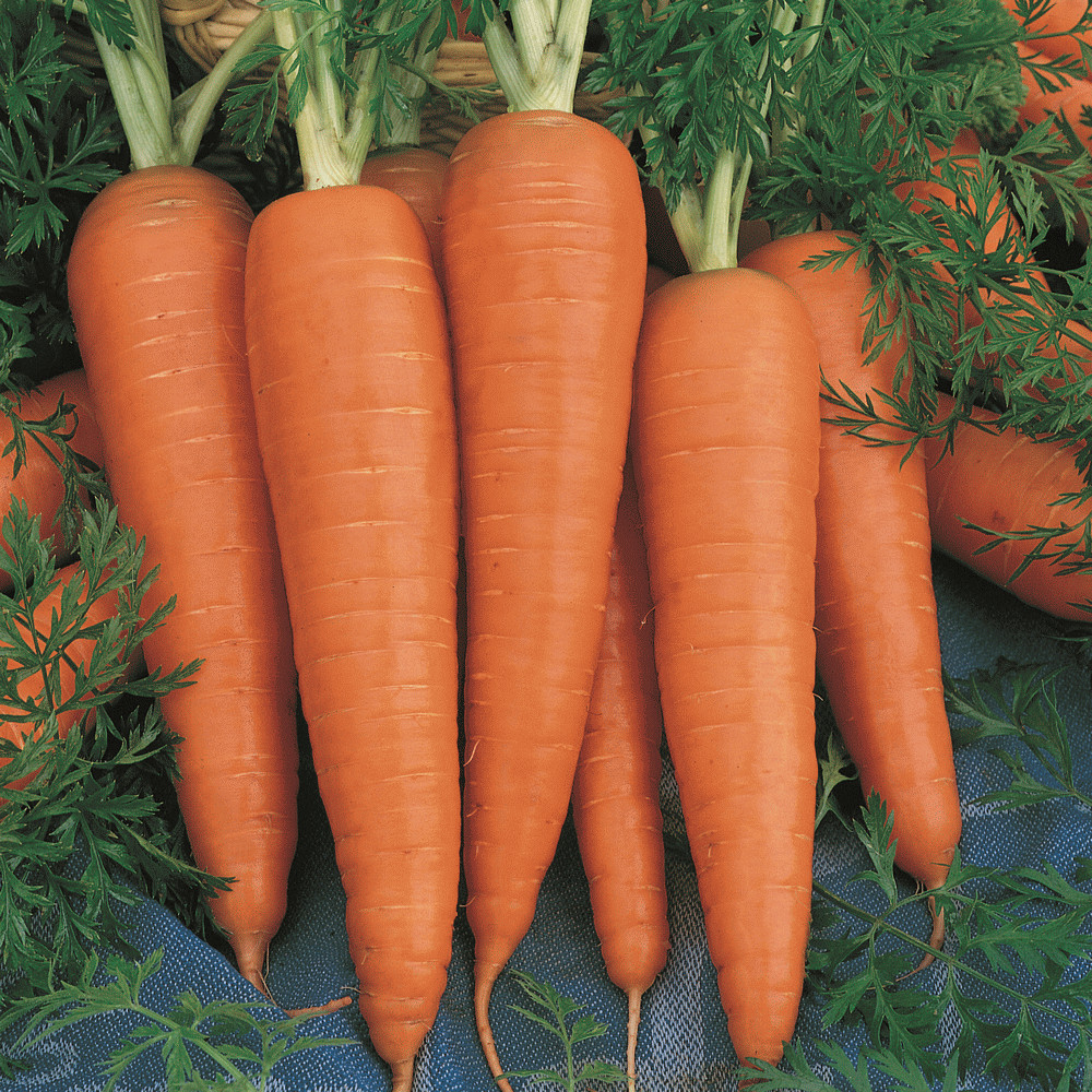 1100 DANVERS CARROT SEEDS FRESH HARVEST FOR 2024 GARDENS