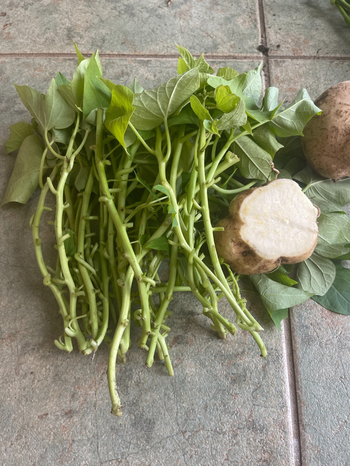 15 Japan MIX cutting Sweet Potato slips / vine – 10 white and 5 all Purple