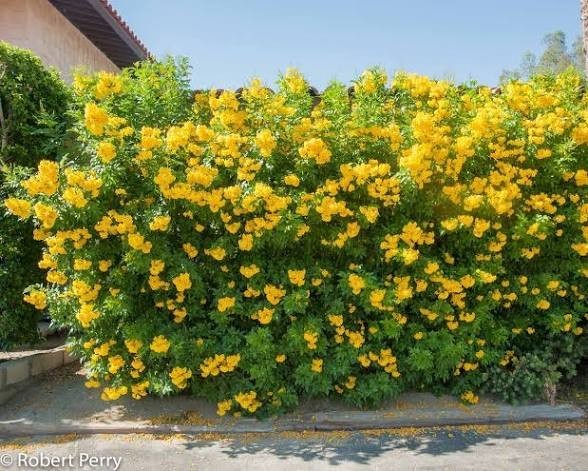 Yellow Bells Tecoma Stans – (200 Seeds + Detailed Growing Guide)