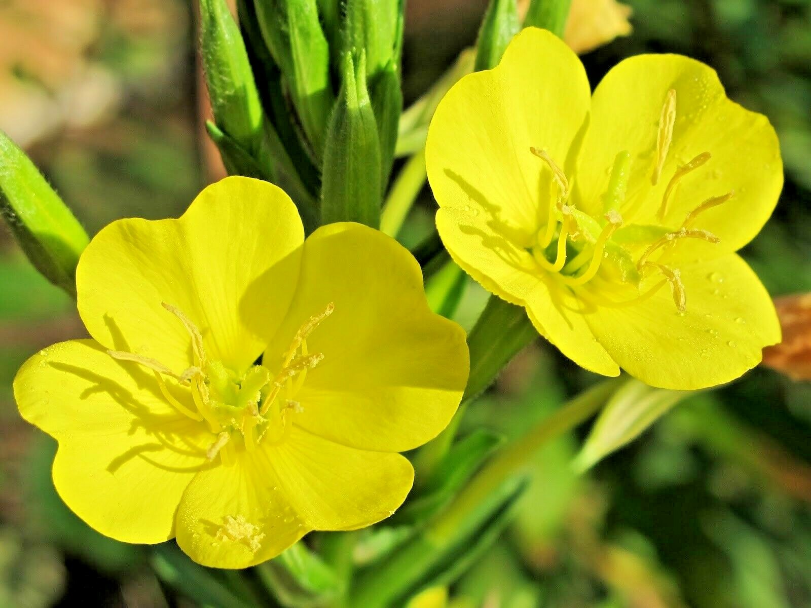 201+Dwarf MISSOURI EVENING PRIMROSE Flower Seeds Drought Groundcover Container