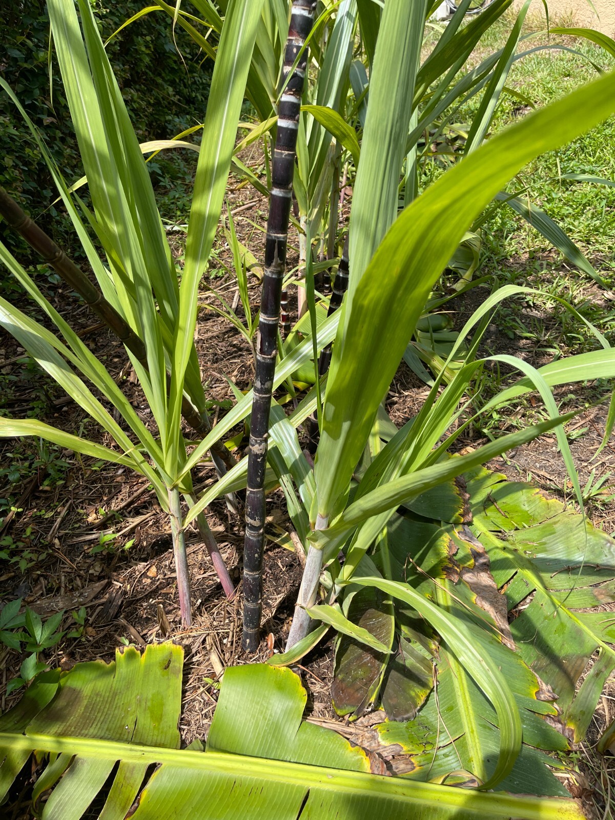1 pot rooted Asian dark purple Sugarcane Plants Organic -Sugar Cane ( Mía tím)