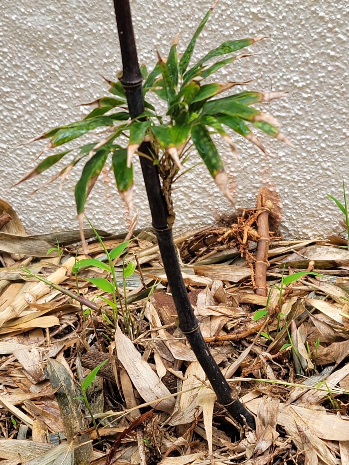 1 FRESH Black Bamboo 黑紫竹 Phyl Nigra Rhizome, Best Landscape Border Hedge $19.99