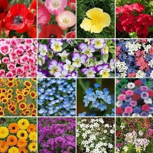 500+ Wildflower Mix – SHORTY LOW GROW – Heirloom – FRESH — Annual and Perennial
