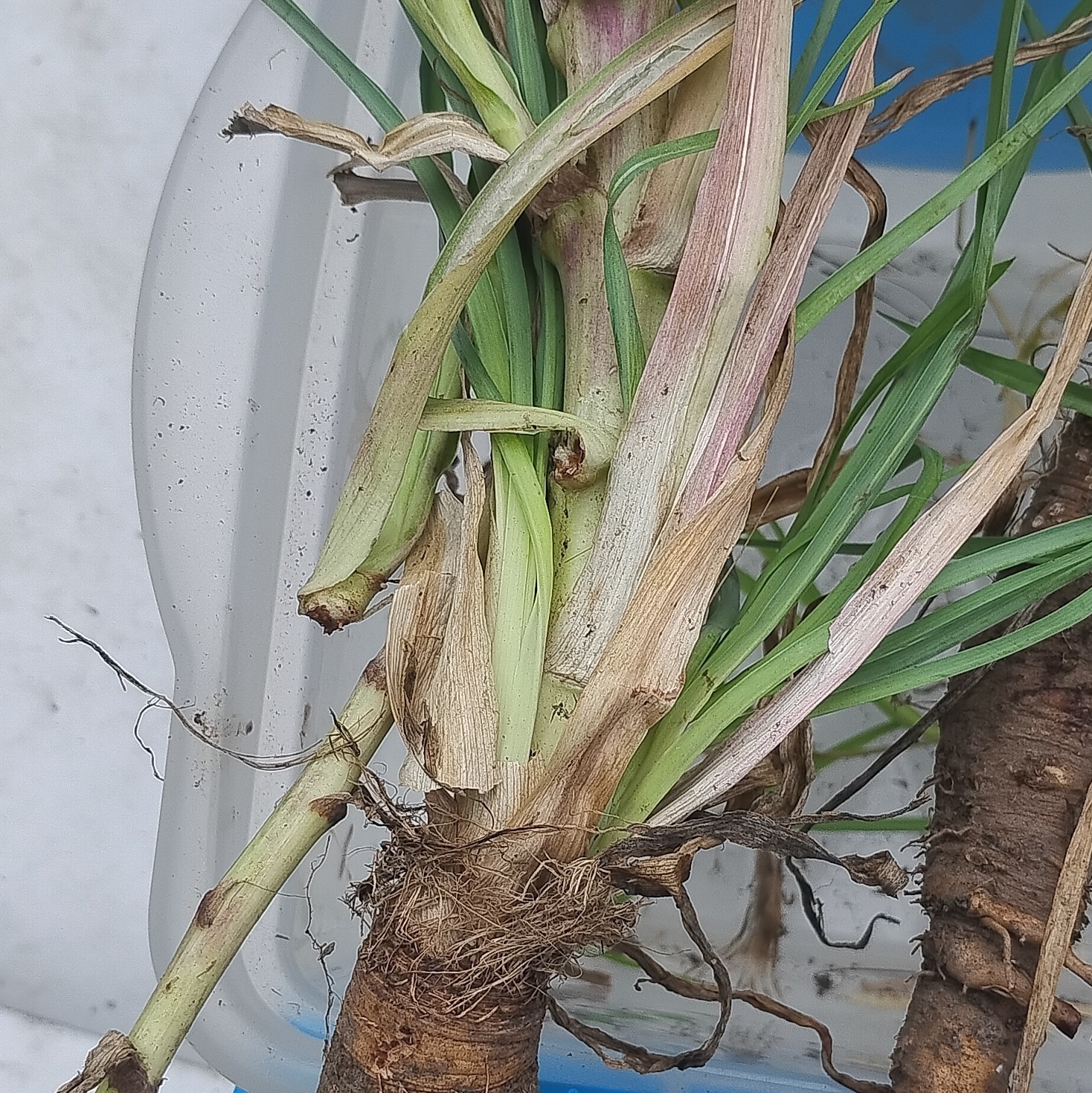 Onion Bare Root Plants (Allium) Pack of 5 Edible Outdoor Full Sun Vegetative