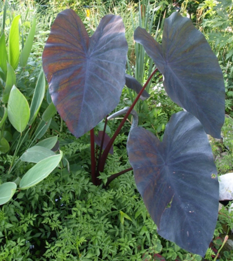 Hawaiian Punch Colocasia – 1 Live Plant – 3in Pot – Ships Without Pot