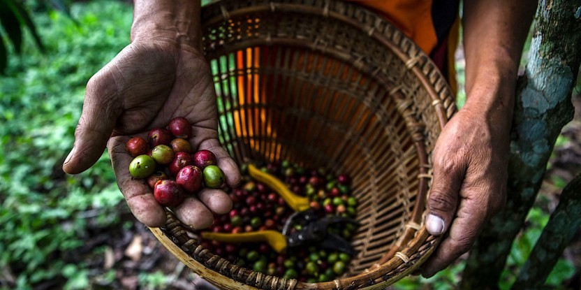 Mexican Coffee Bean Tree Seeds (25) / Chiapas Turquesa / DELICIOUS / Super Rare