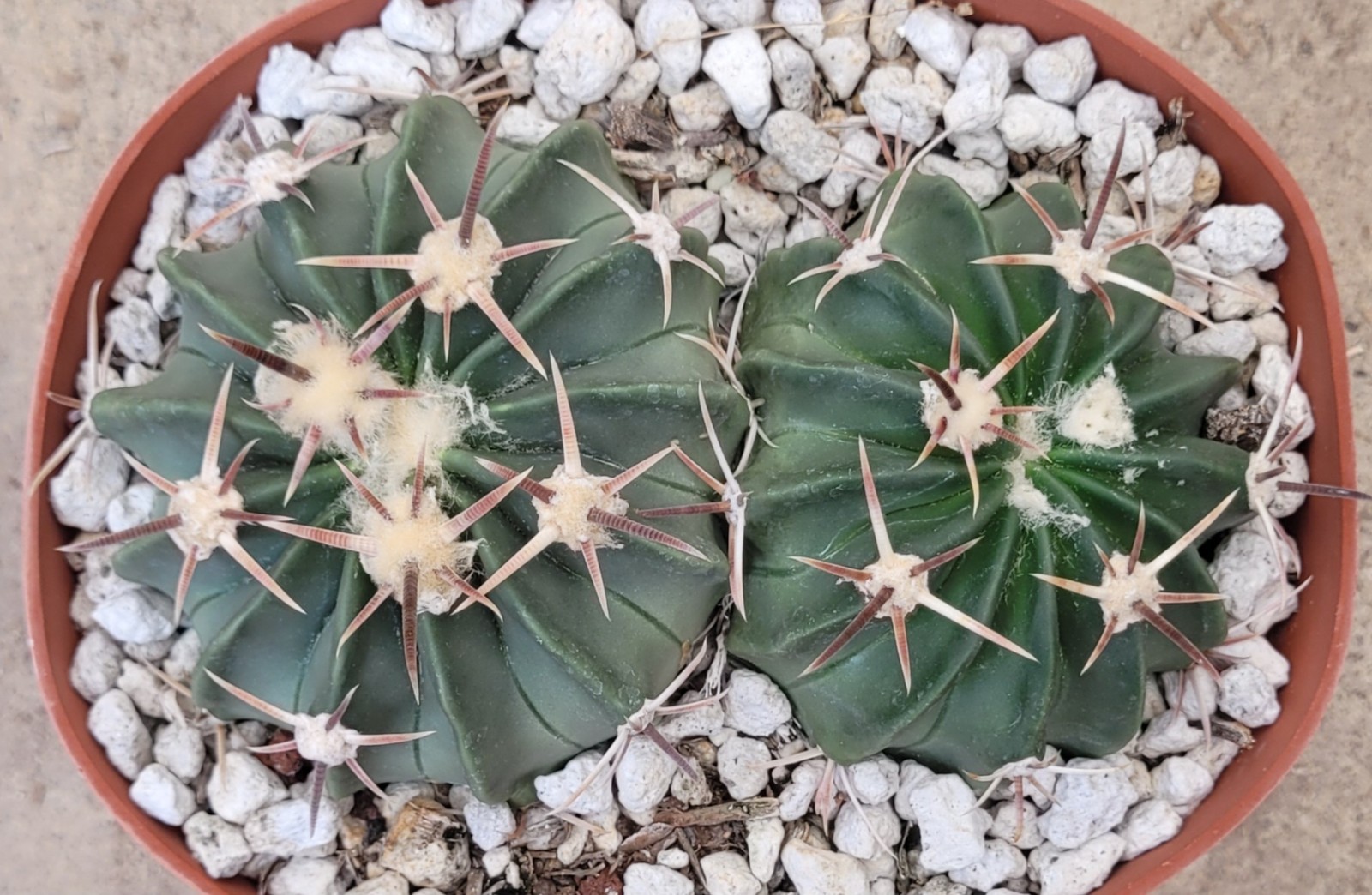 Two Echinocactus Texensis ‘Horse Crippler’ – Bare Root
