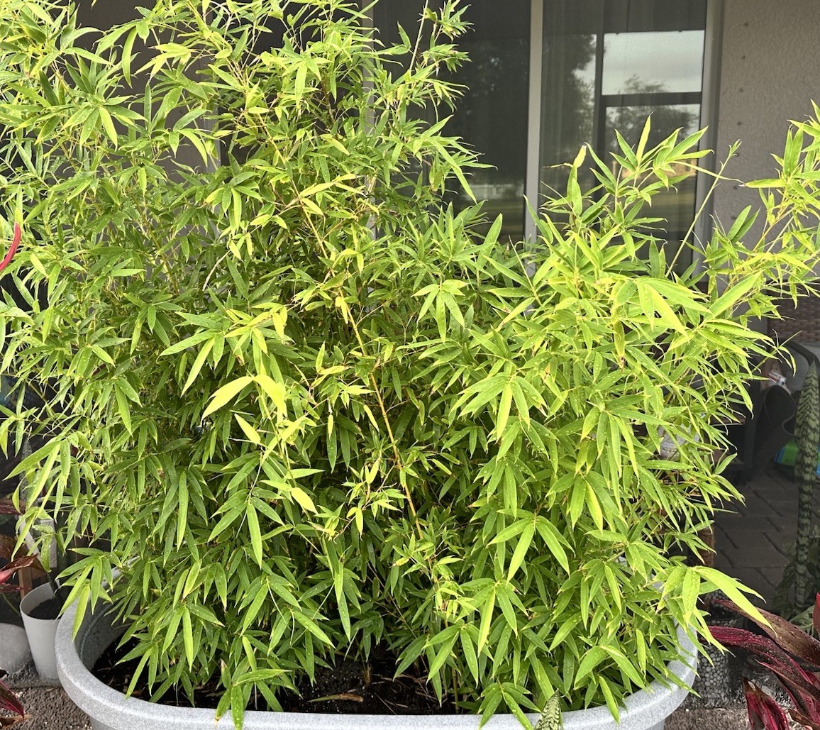 Golden Bamboo Plant Cutting 12–24” Established Root Running Bamboo Live Plant