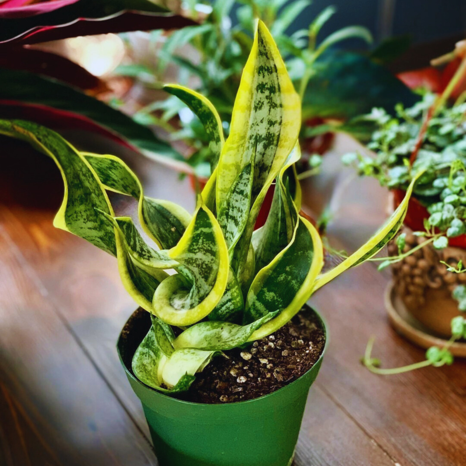 twisted sansevieria plant. snake plant in 6″ pot, potted plants, house plants