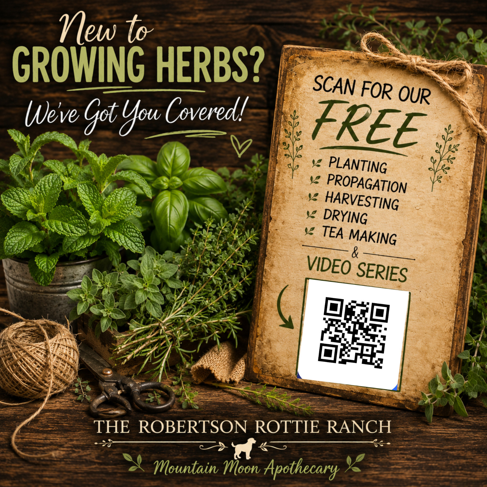 Hot & Spicy Oregano Cutting 6-8″ | Edible Herb | Culinary & Medicinal Herb