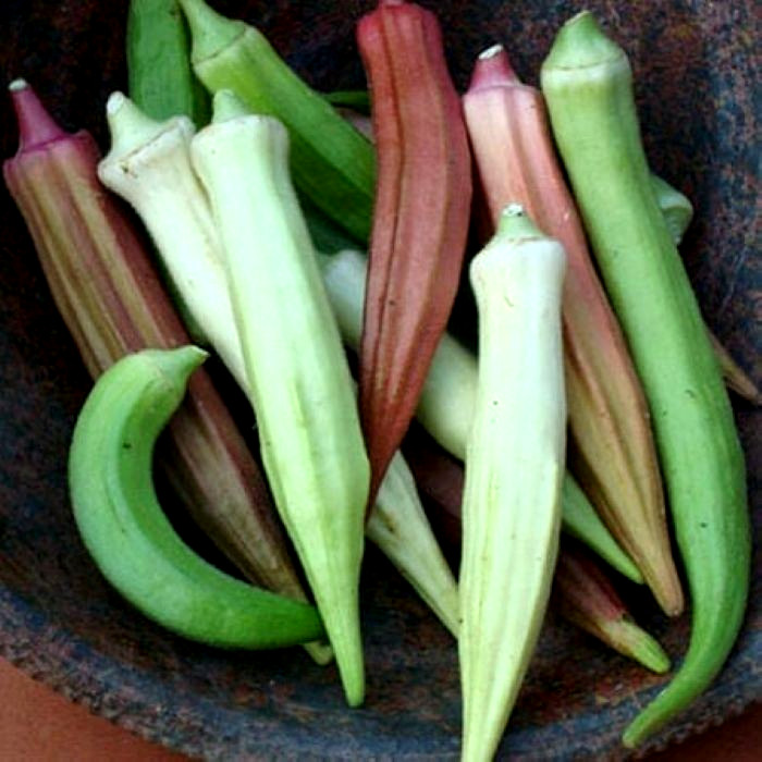 Rainbow Fiesta, Okra Seeds 30+ SEEDS NON-GMO BUY 4 ITEMS GET FREE SHIPPING