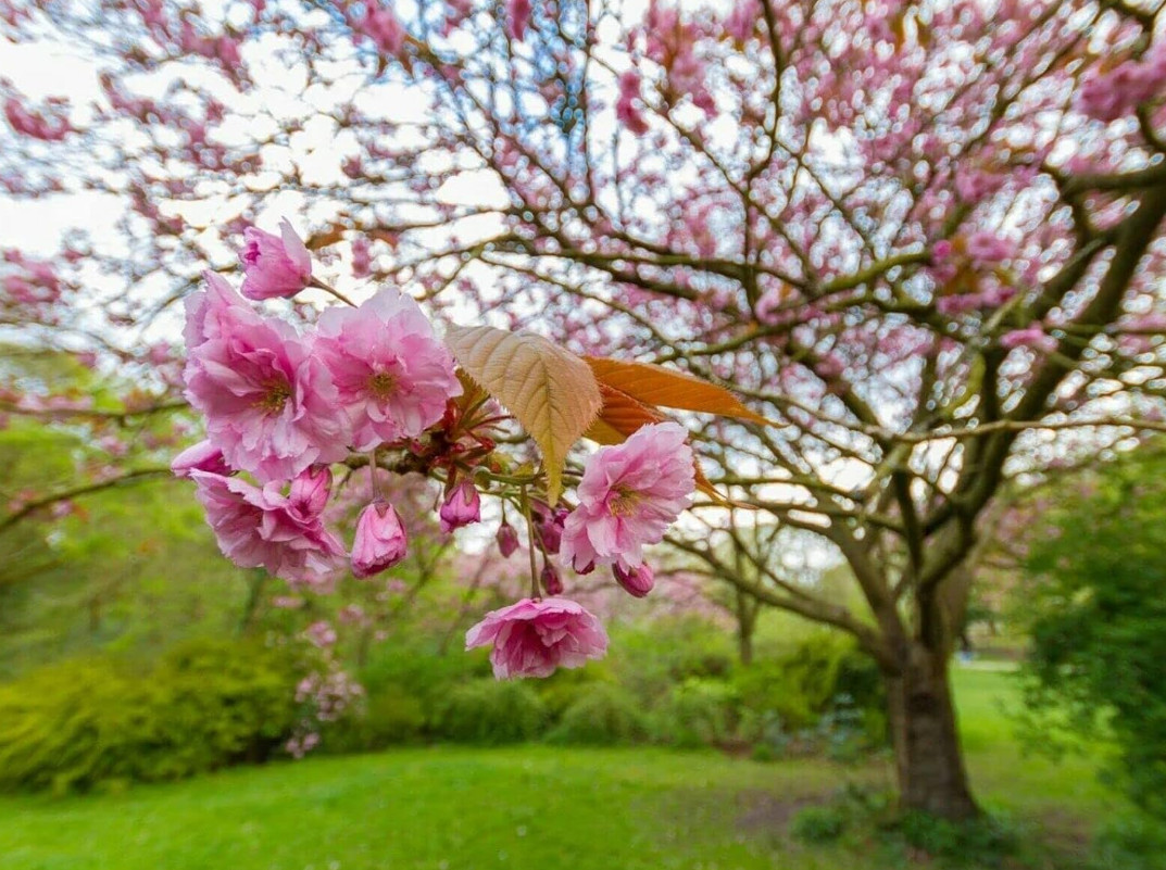 Kwanzan Japanese Cherry Tree – 8-14″ Tall Live Plant – 2.5″ Pot – Pink Flowering