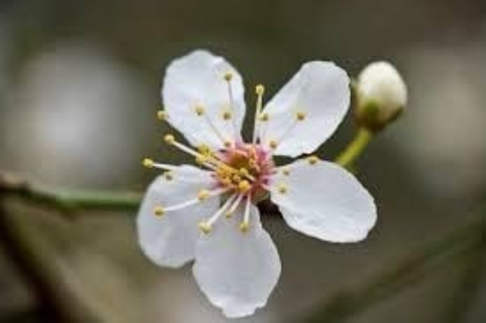 24-30″ tall Prunus cerasifera 2 year old plant, Potted cherry plum seedling