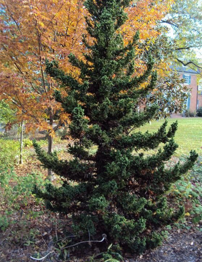 Cryptomeria Japonica ‘Black Dragon’ Japanese Cedar – Quart Pot (6–12″ Tall)