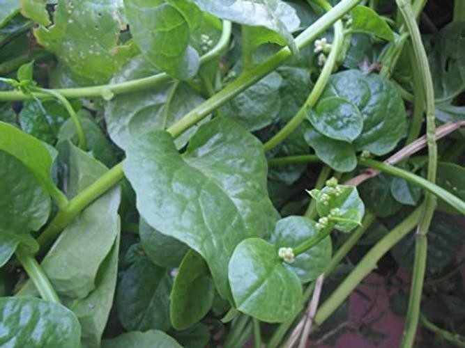 Seeds – Malabar Spinach Seeds – Non-GMO Seeds with Easy to Big Round Leaf