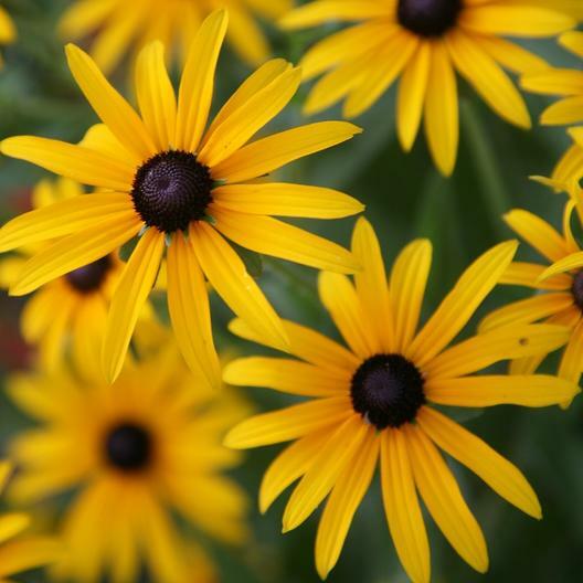BLACK EYED SUSAN Rudbeckia Native Biennial Mini Meadows USA Non-GMO 500 SEEDS