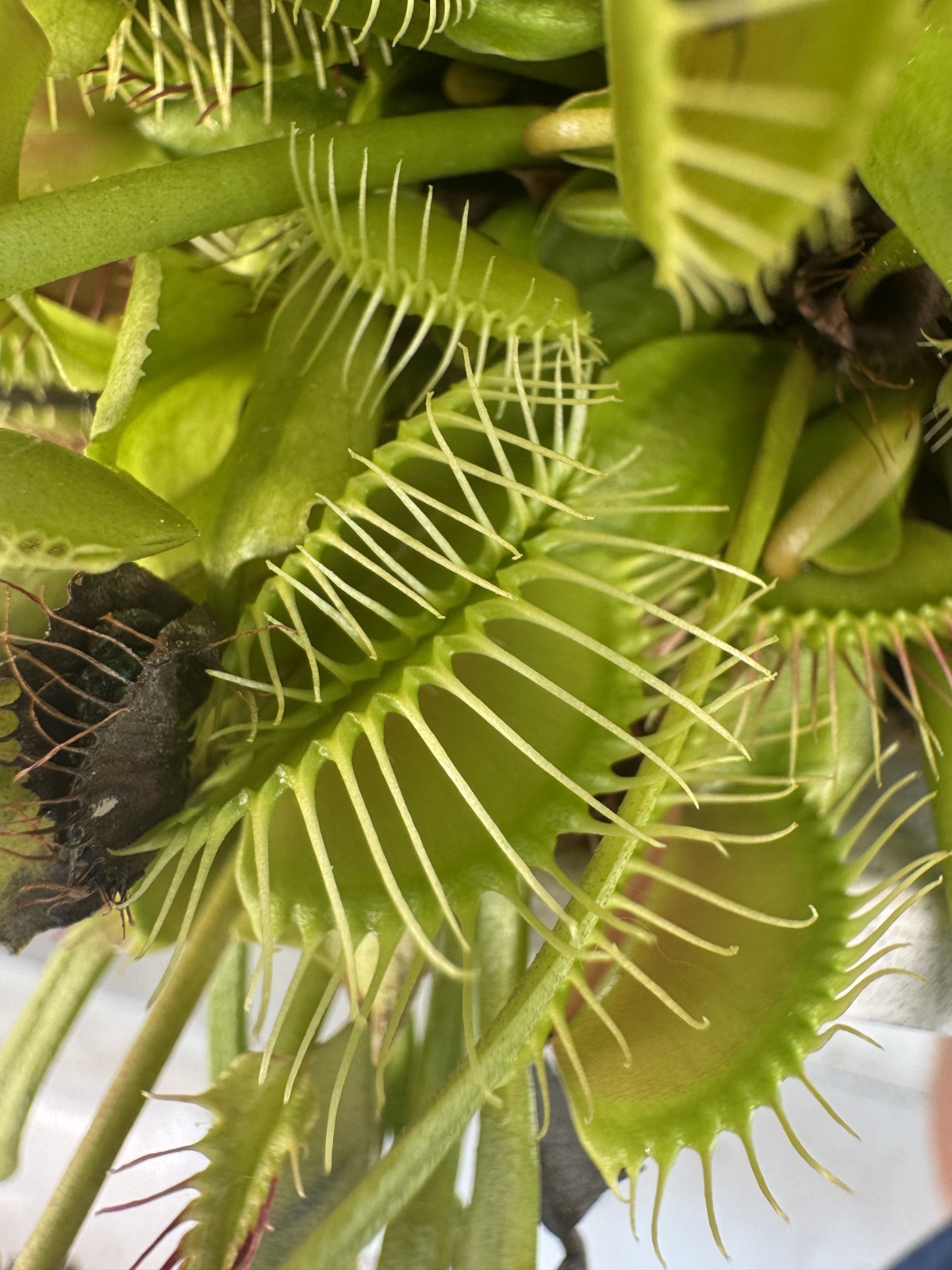 Venus Flytrap Dionaea 30+ Seeds! June of 2026 Parent Plant “Phalanx”