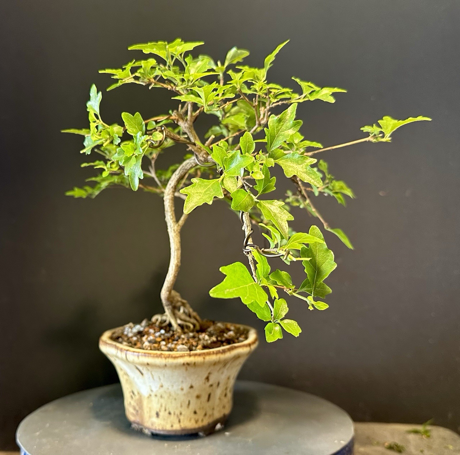 Bonsai Tree Japanese Musk Maple, Premna japonica, 11” tall quality Pot
