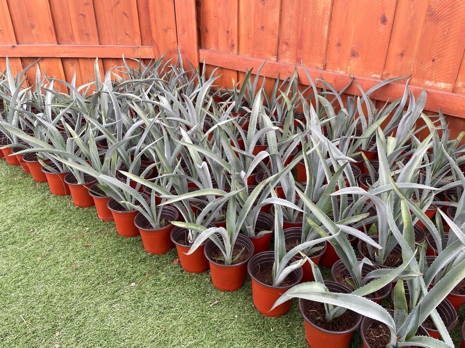 14″ Blue Agave Plant Planter (A Tequilana) Indoor/Outdoor Succulent Home Decor