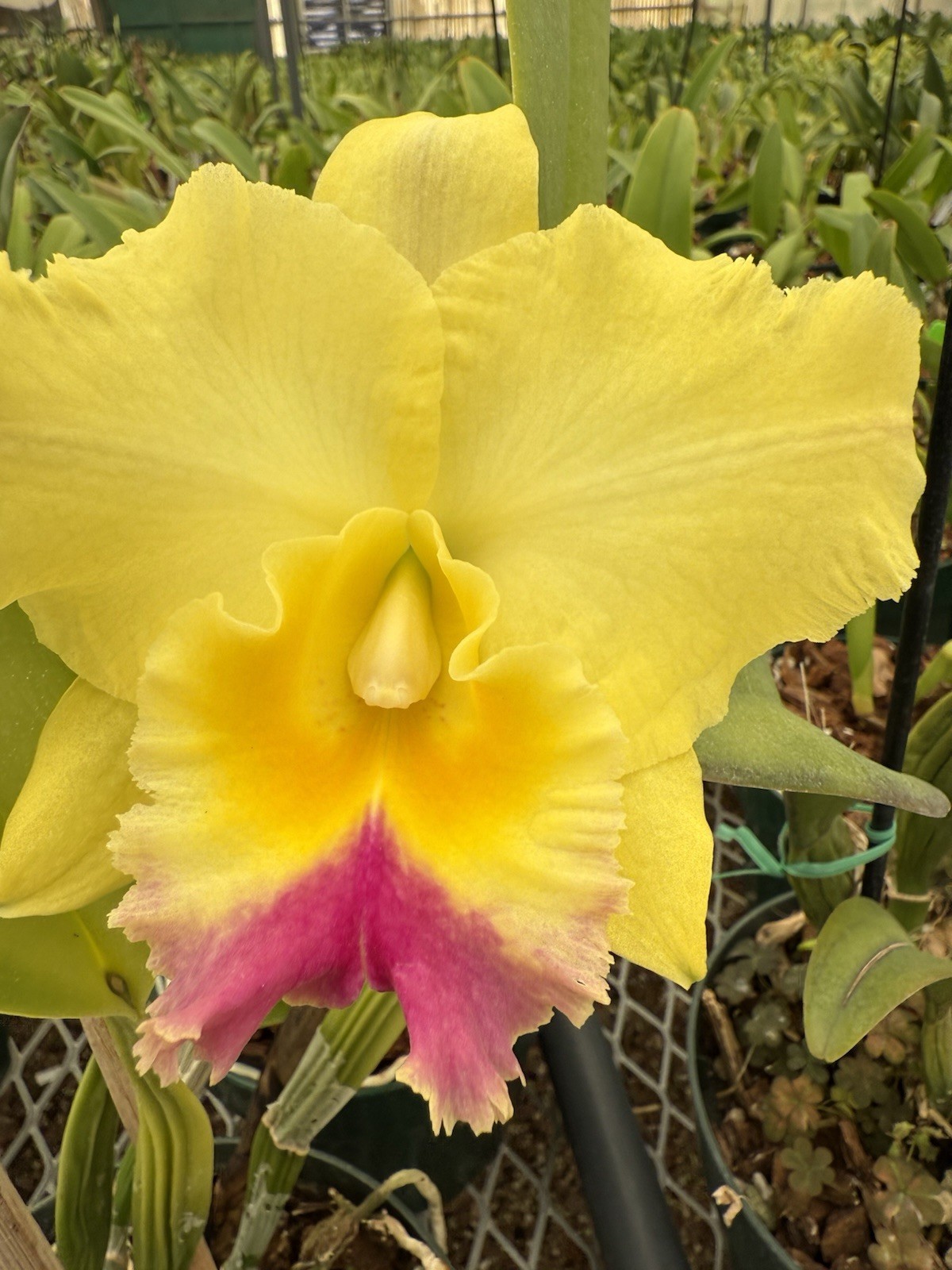 Orchid Plant Cattleya surprise 2 stems div not perfect no tag bare root plant