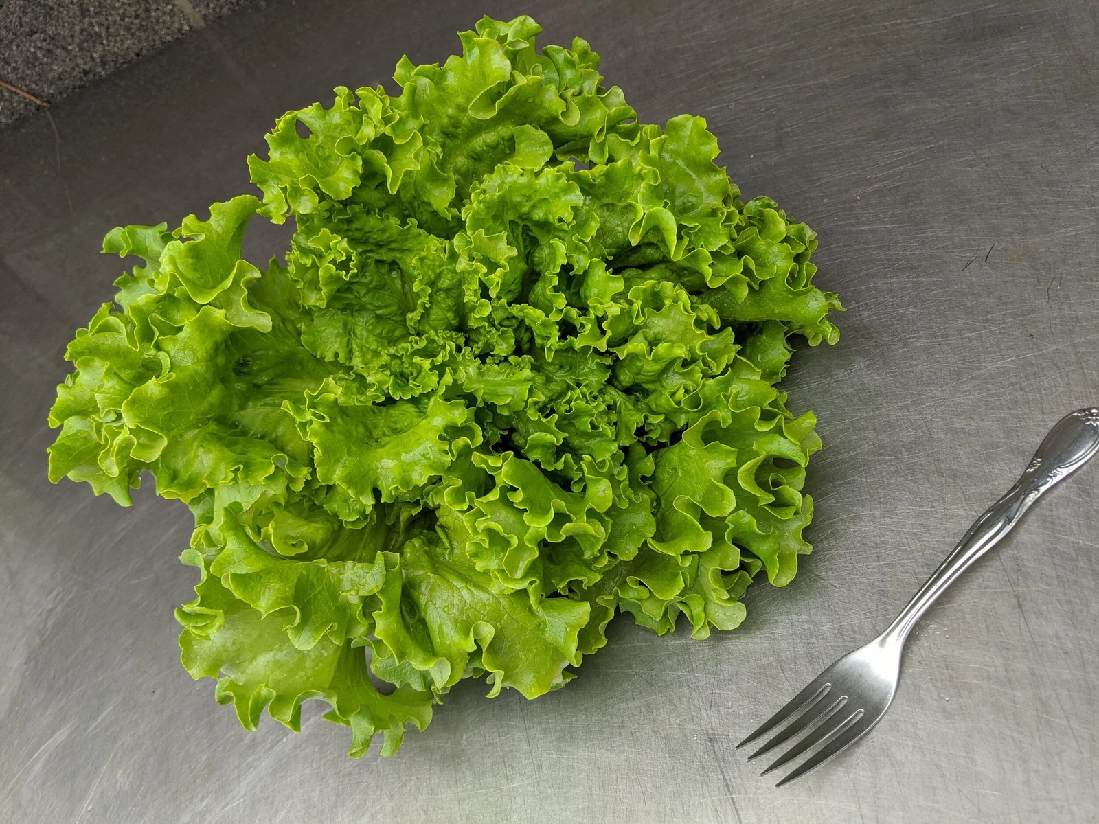 Waldman’s Green Leaf Lettuce Seeds | Lactuca Salad Spinach Vegetable Seed 2024