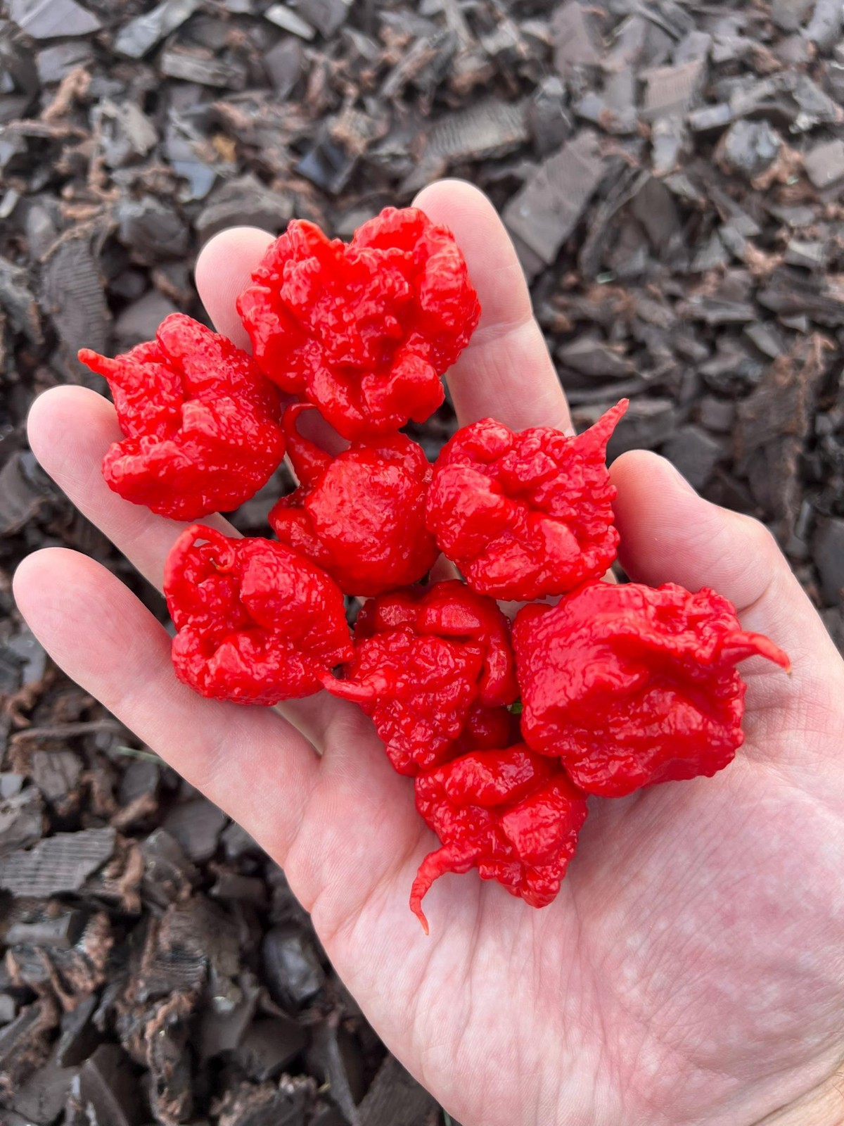 Carolina Reaper Pepper Seeds Pack – World’s Hottest Pepper! Authentic Heirloom