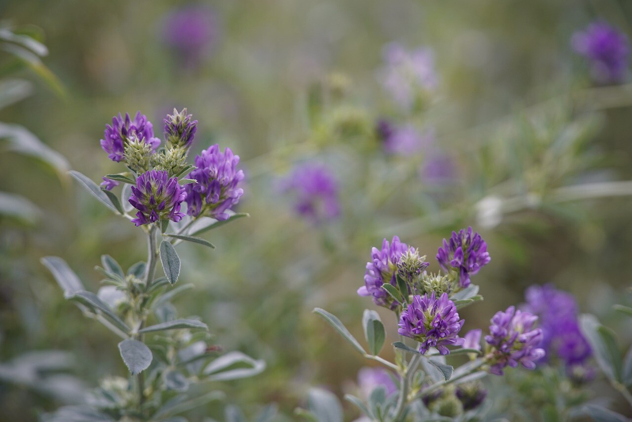 Alfalfa Seeds for Planting – High-Yielding Forage Crop Nitrogen-Fixing NON-GMO