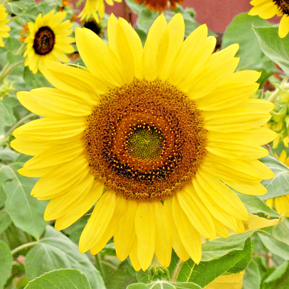 50+LEMON QUEEN SUNFLOWER Seeds Native Wildflower Branching Summer Flower Garden