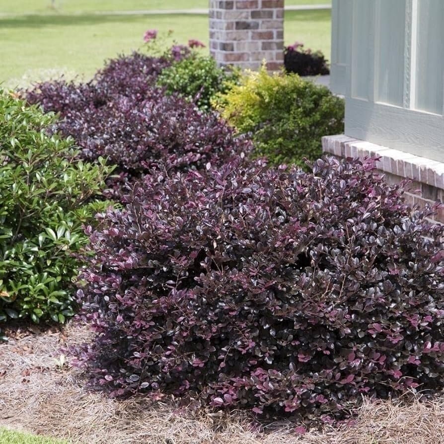 Loropetalum Plum Delight | 3 Gallon | Loropetalum chinense | Low Maintenance