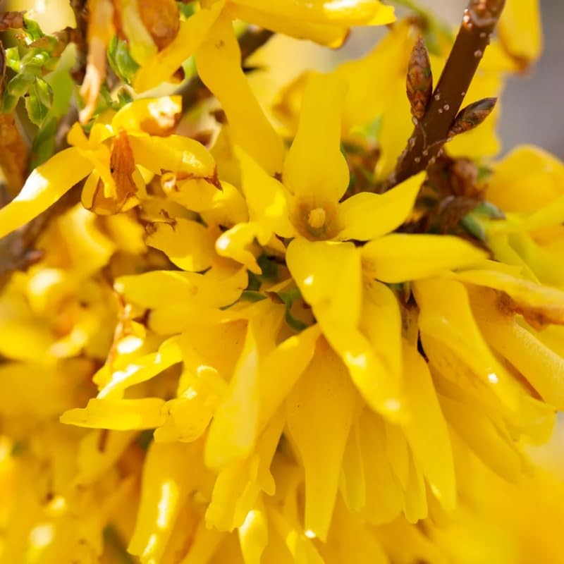 Yellow Forsythia Bush Live Plant 6-14 Inch Tall, Lynwood Gold in Pot