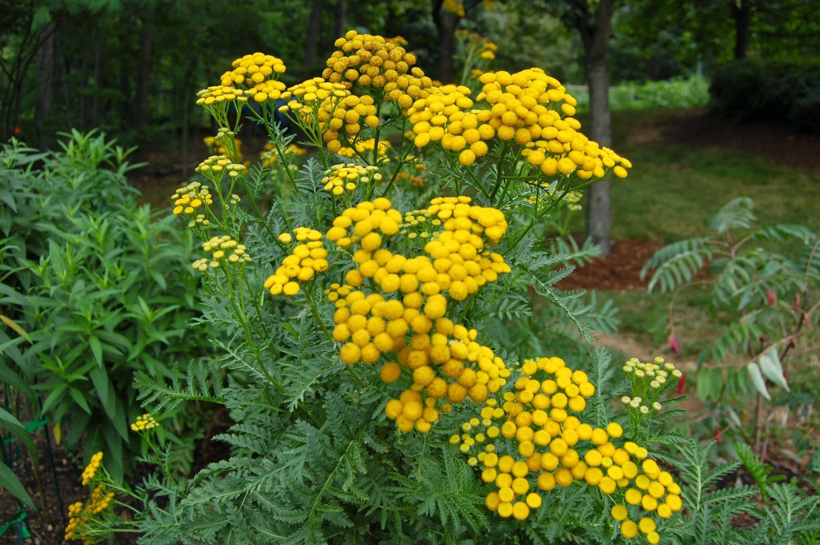 Lot of 5: Tansy Medicinal Insect Mosquito Repellent Live Plant