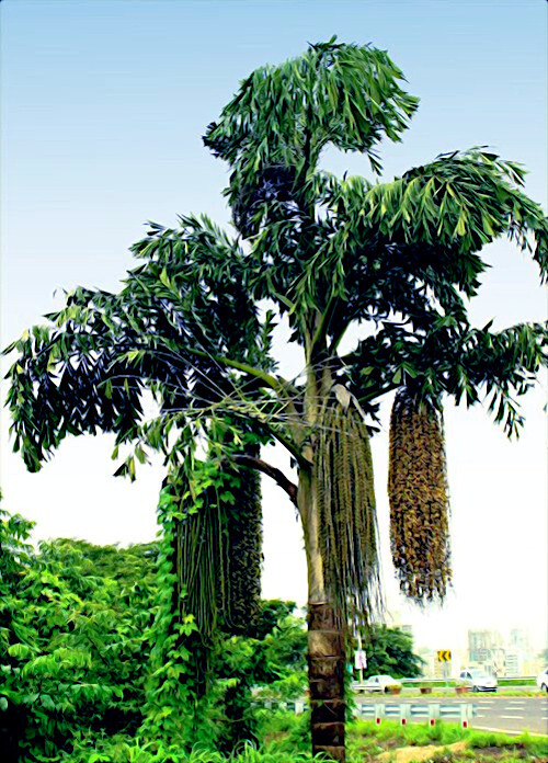 FISHTAIL PALM TREE SEEDS (Wallichia disticha) Distichous RARE Exotic Tropical