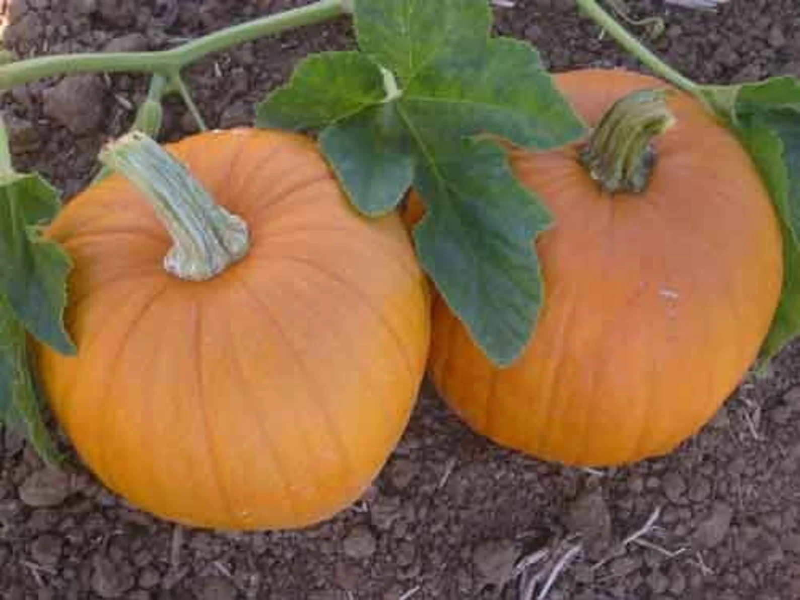 Pumpkin ‘Sugar Pie’ (Cucurbita pepo) non-GMO Heirloom seeds 30ct.