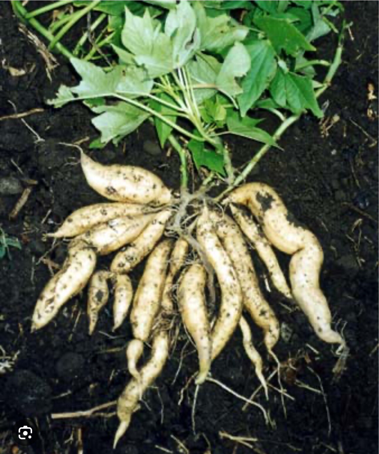 5 Purple And White Japanese Yam Sweet Potato Slips Rooted In A Cup (DâyLangNhat